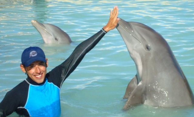  Palms with dolphin 